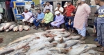 ইন্দুরকানীতে আবারো জেলের জালে ধরা পড়ল ২৫ লাখ টাকার লাক্ষা মাছ