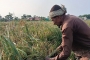 সুনামগঞ্জে অল্প দামে ধান বিক্রি করে দিচ্ছেন কৃষক