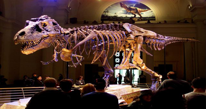 The dinosaur named “Sue” a 41-foot-long Tyrannosaurus rex at the Field Museum in Chicago. Reuters file photo
