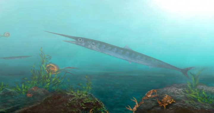 The species, called Candelarhynchus padillai, is the first fossil ‘lizard fish’ from the Cretaceous period ever found in Colombia and tropical South America. Oksana Vernygora