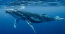 <font style='color:#000000'>Whale genome reveals evolutionary history</font>