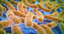 <font style='color:#000000'>Gut bacteria may cause heart attack</font>