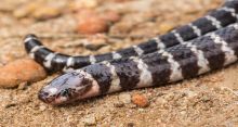 <font style='color:#000000'>New species of snake discovered in Australia</font>