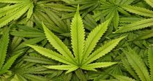 <font style='color:#000000'>Marijuana use weakens your muscle control</font>
